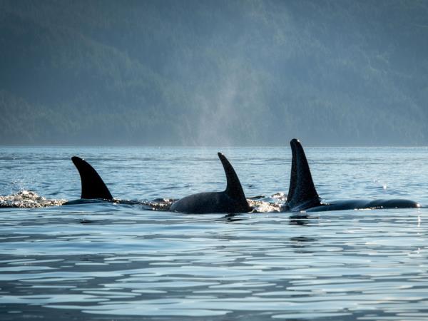 Swanson Island kayaking tour, Canada