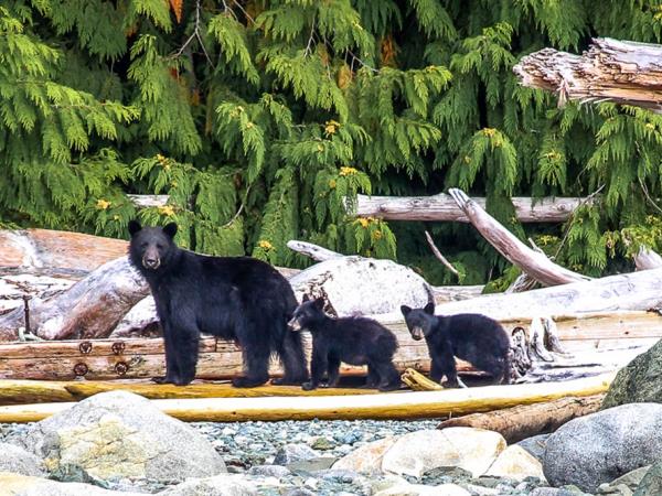 Swanson Island kayaking tour, Canada