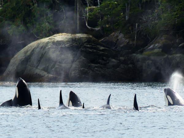 Swanson Island kayaking tour, Canada