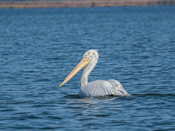 Danube Delta birdwatching in Romania