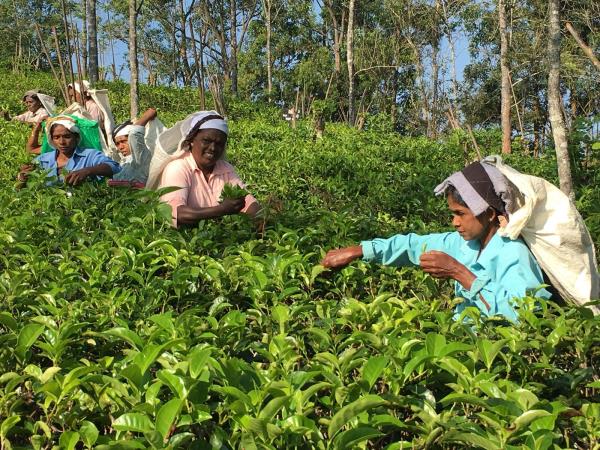 Sri Lanka tailor made family holiday