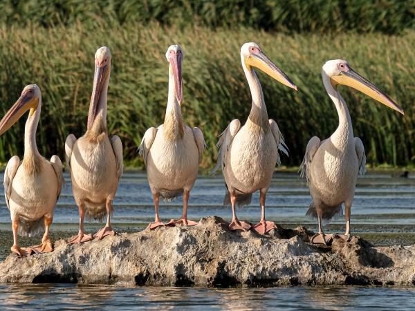 Danube Delta birding tour in Romania