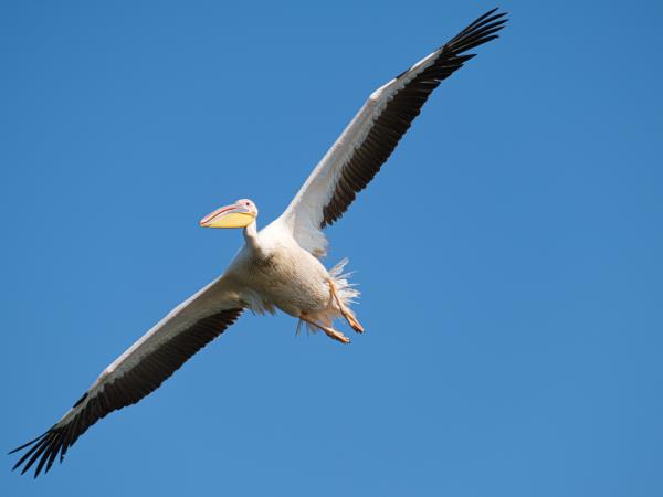 Danube Delta birding tour in Romania