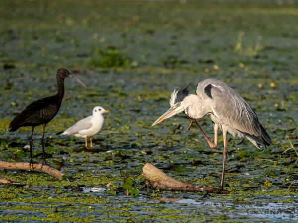 Danube Delta birding tour in Romania