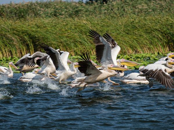 Danube Delta birding tour in Romania