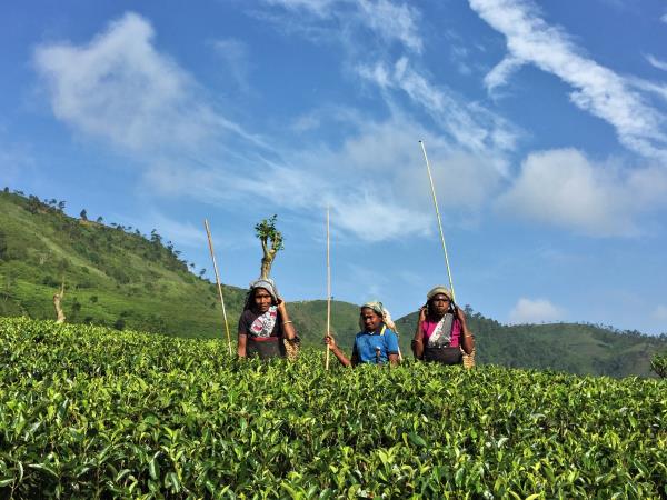 Sri Lanka tours, beyond the tourist trail