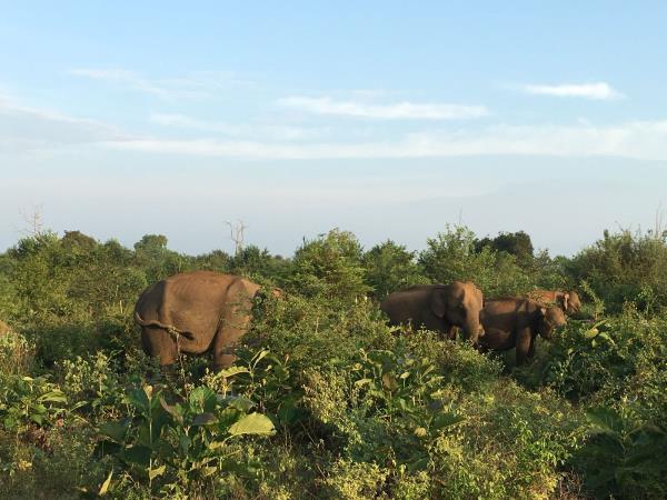 Sri Lanka tours, beyond the tourist trail