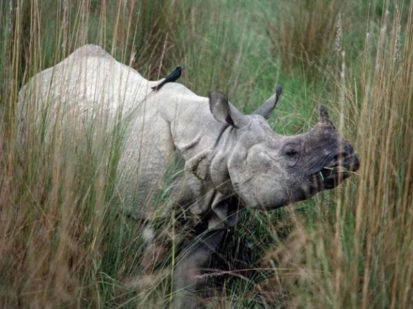 Nepal, Bhutan and India holiday, tailor made