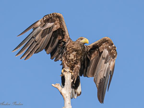 Wildlife photography holiday in Romania