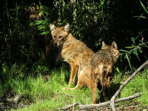 Wildlife photography holiday in Romania