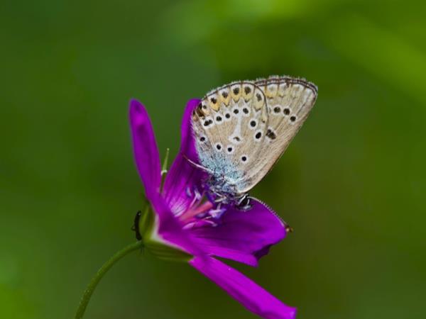 Butterfly and botany holiday in Poland