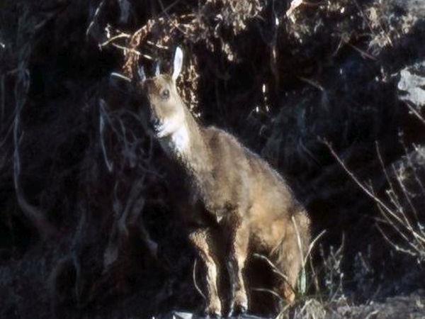 Rare mammals of Nepal wildlife safari