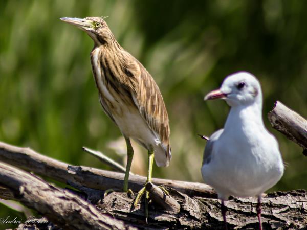 Danube Delta birdwatching in Romania
