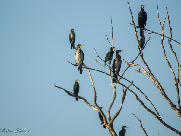 Danube Delta birdwatching in Romania