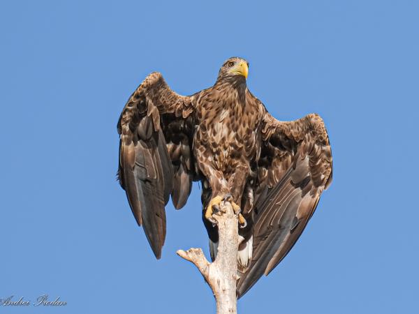 Danube Delta birding tour in Romania