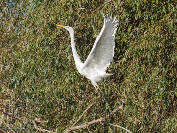 Danube Delta birding tour in Romania