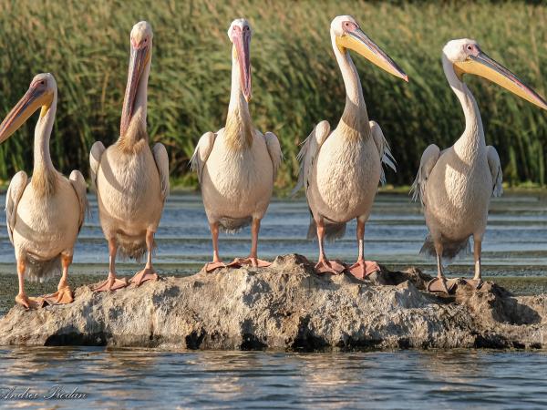 Wildlife photography holiday in Romania