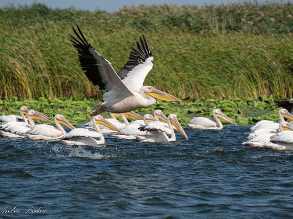 Wildlife photography holiday in Romania