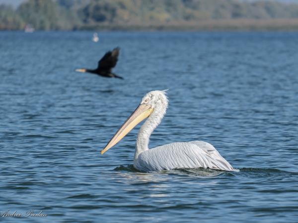 Wildlife photography holiday in Romania