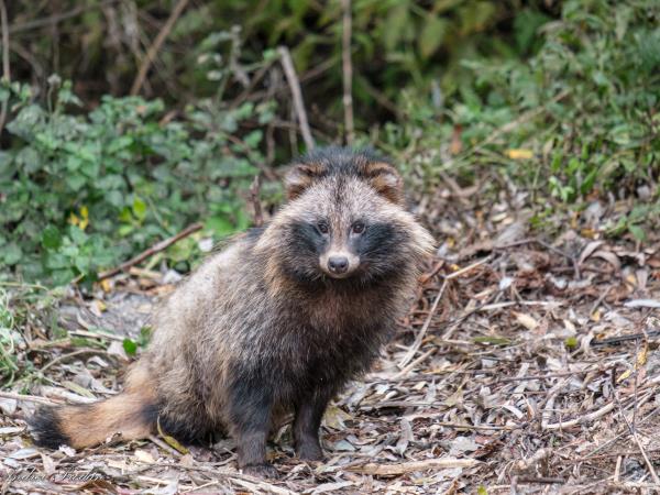 Wildlife photography holiday in Romania