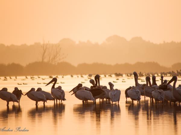 Wildlife photography holiday in Romania