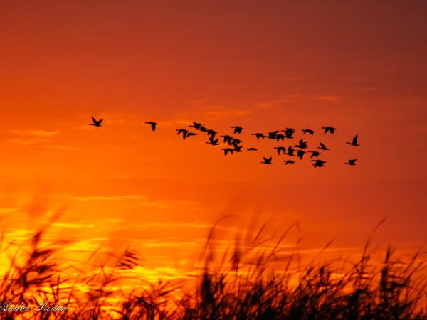 Wildlife photography holiday in Romania