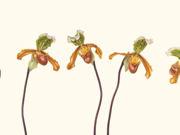 Greek painting holiday, botanical painting course