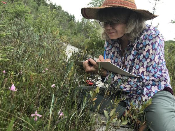 Greek painting holiday, botanical painting course