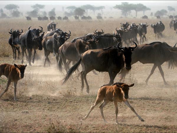 Tanzania family safari and Zanzibar holiday
