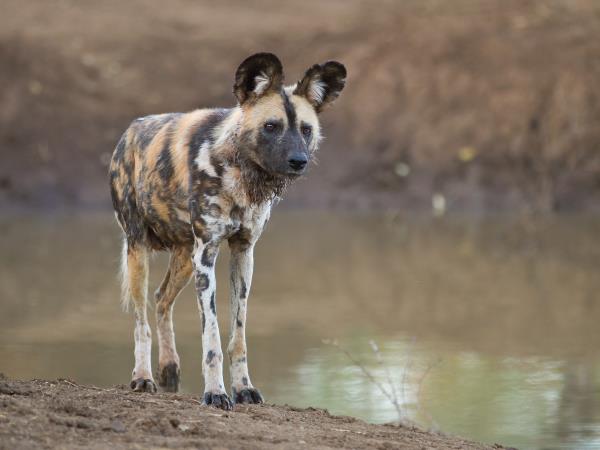 Botswana wildlife holiday for families
