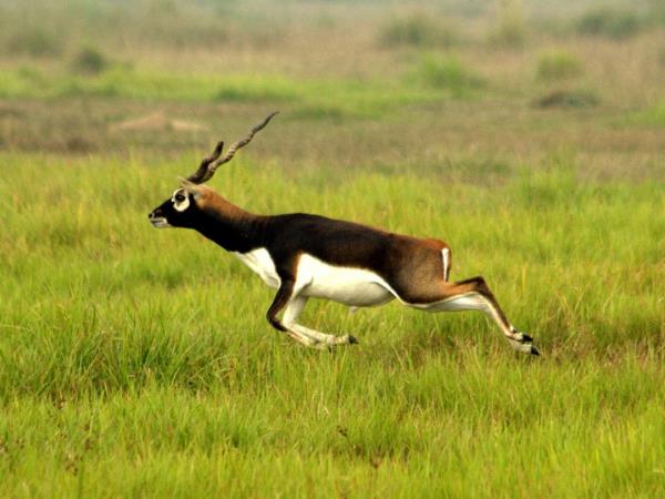 Budget tiger safari in Nepal