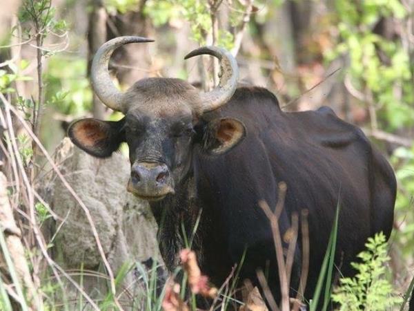 Budget tiger safari in Nepal