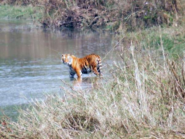 Budget tiger safari in Nepal