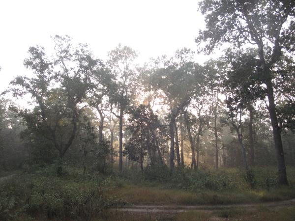 Nepal budget tiger safari in Chitwan