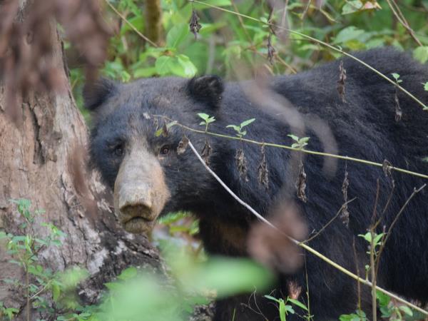 Nepal budget tiger safari in Chitwan