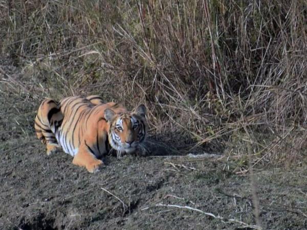 Nepal budget tiger safari in Chitwan