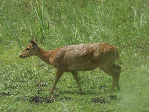 Nepal budget tiger safari in Chitwan