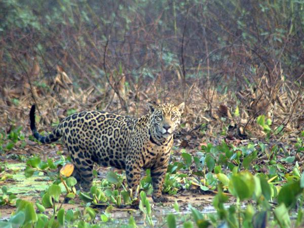 Bolivia wildlife holiday, jaguars and wild cats