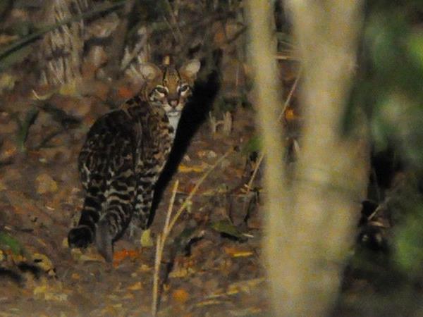 Bolivia wildlife holiday, jaguars and wild cats