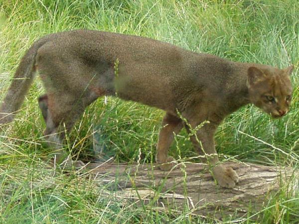 Bolivia wildlife holiday, jaguars and wild cats