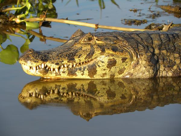 Bolivia wildlife holiday, jaguars and wild cats