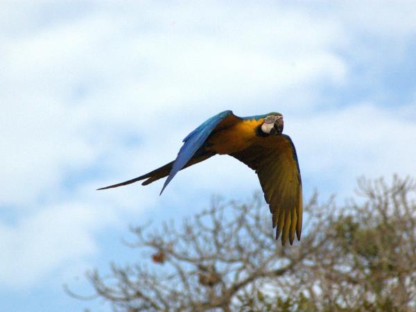 Bolivia wildlife holiday, jaguars and wild cats