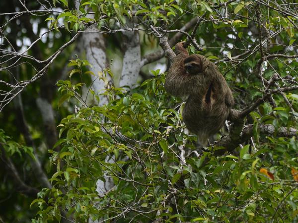Bolivia wildlife holiday, jaguars and wild cats