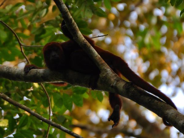 Bolivia wildlife holiday, jaguars and wild cats