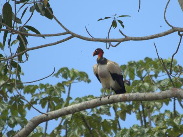 Bolivia wildlife holiday, jaguars and wild cats