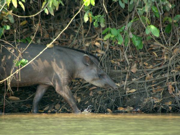 Bolivia wildlife holiday, jaguars and wild cats