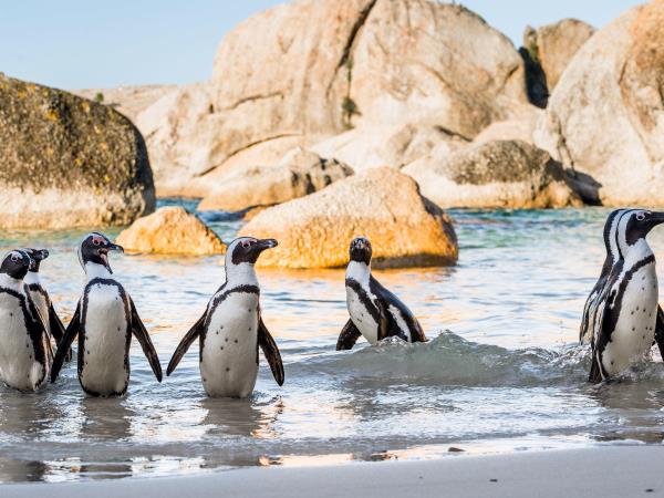 South Africa honeymoon holiday