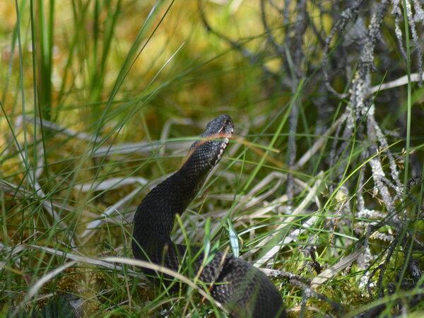 Norway wildlife holiday, walking safari