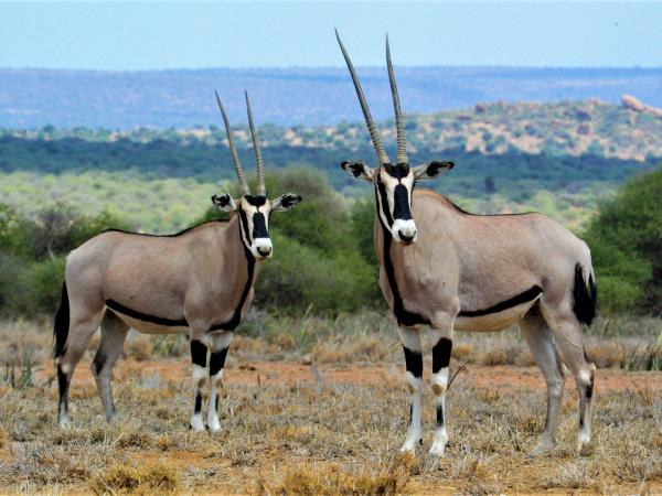 Kenyan culture and wildlife holiday