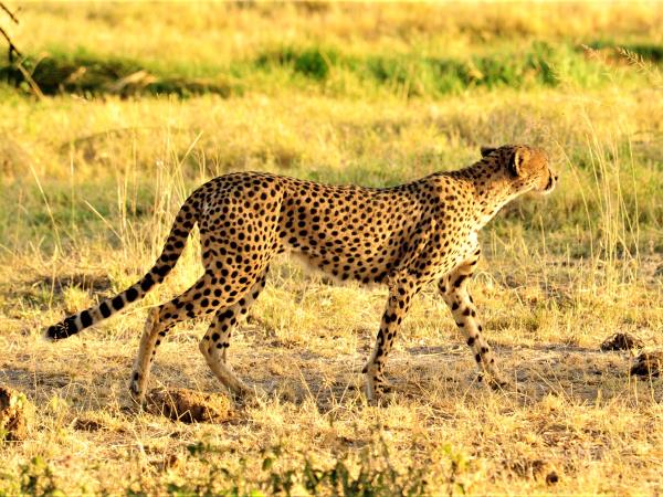 Kenyan culture and wildlife holiday